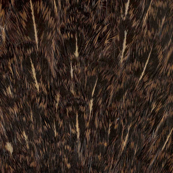 Colgadera moteada de gallina FFGene India