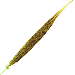 FFGene Plumas de cola de faisán dorado
