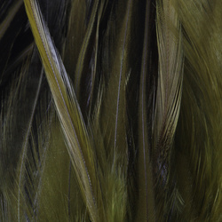 FFGene Plumas de colgadera en ristra