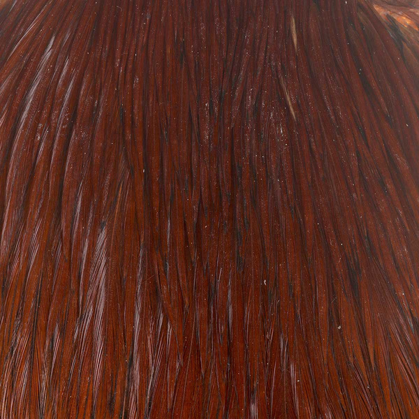 Cuello de gallo FFGene India Clase A