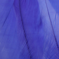FFGene Plumas escapulares de ganso