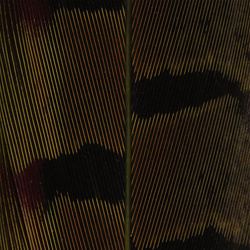 Hareline Plumas de cola de faisán de collar