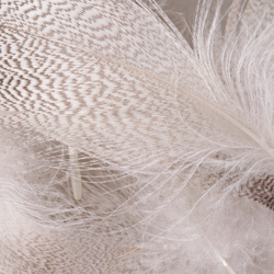 Hareline Plumas del flanco de ánade real
