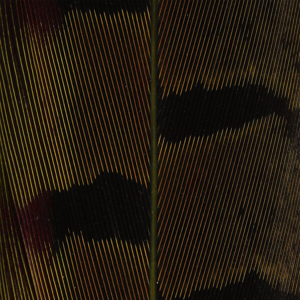 Hareline Plumas de cola de faisán de collar