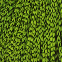 Keough Hackle Fluo Tyers Grade