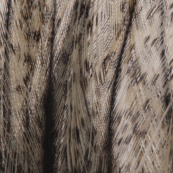 pluma Coq de Leon
