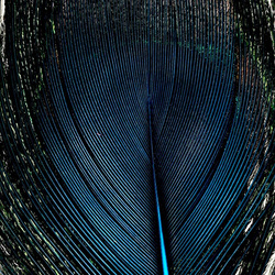 Secciones teñidas de ocelos de cola de pavo real FFGene