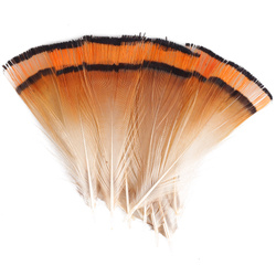 FFGene Plumas del cuello de faisán dorado