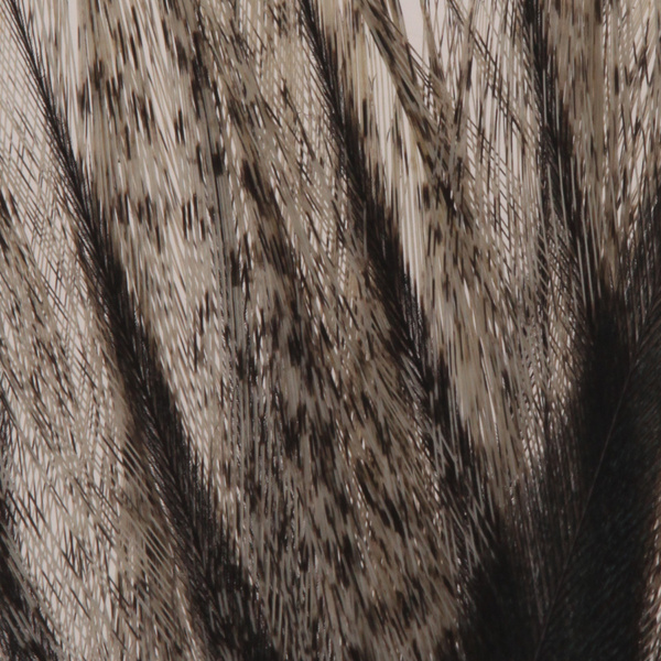 pluma Coq de Leon