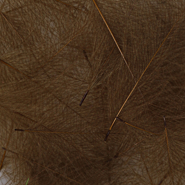 Hareline Plumas de CDC
