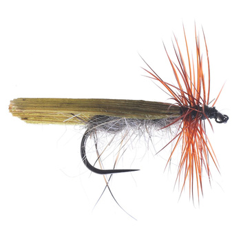 Juncia olivácea tradicional