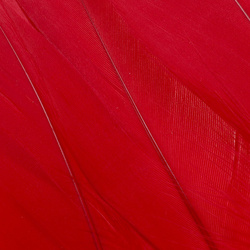 FFGene Plumas escapulares de ganso