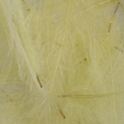 FFGene Plumas CDC teñidas - 1 gr