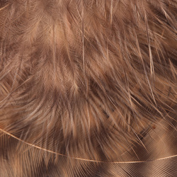 Hareline Grizzly plumas para hackle blando
