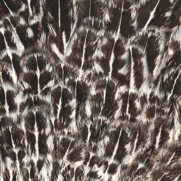 Colgadera moteada de gallina FFGene India