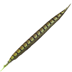 FFGene Plumas de cola de faisán de Lady Amherst