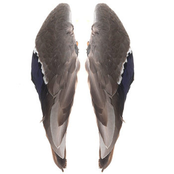 FFGene Plumas de ala de ánade real