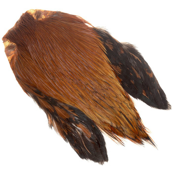 Cuello de gallo FFGene India, clase AA
