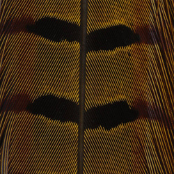 Hareline Plumas de cola de faisán de collar