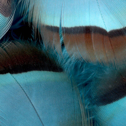 FFGene Plumas de perdiz francesa
