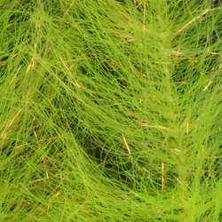 Cepillo H2O Flash Blend Baitfish de 2 pulgadas (flash)