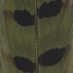 Cola de faisán Spirit River UV2 Ringneck