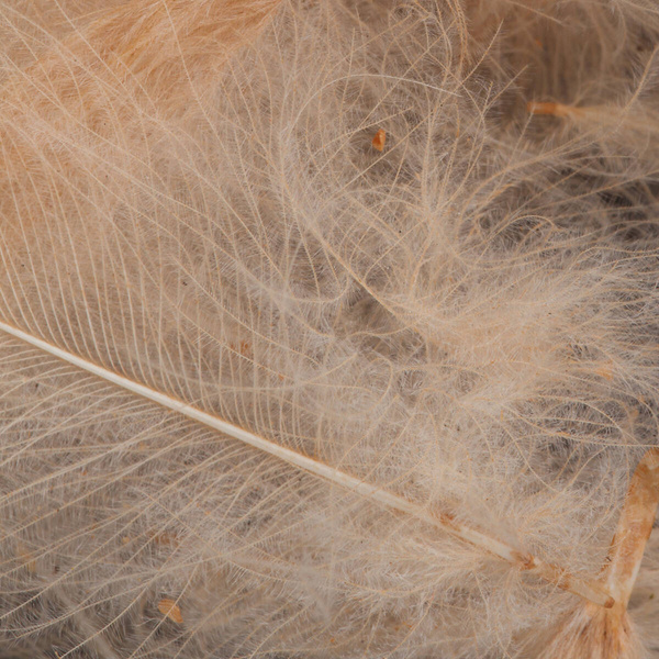 FFGene Paquete Jambo de plumas CDC teñidas - 1 gr