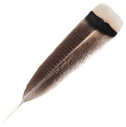 FFGene Plumas de cola de pavo moteadas