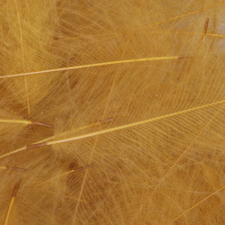 FFGene Plumas CDC teñidas - 1 gr