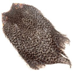 Cuello de gallo FFGene India, clase Top