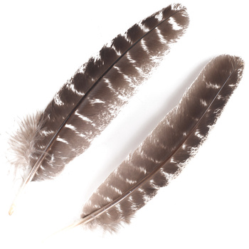 FFGene Plumas de ala de pavo Ozark