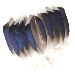 FFGene Plumas remeras azules de ánade real con punta White (Butcher Blues)