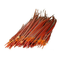 FFGene Plumas centrales de la cola de faisán