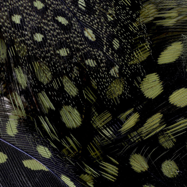 FFGene Plumas de pintada
