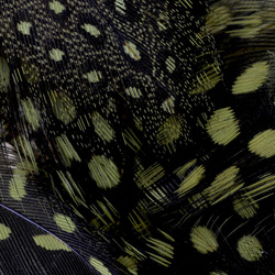 FFGene Plumas de pintada