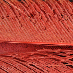Plumas espada de cola de pavo real blanqueadas FFGene
