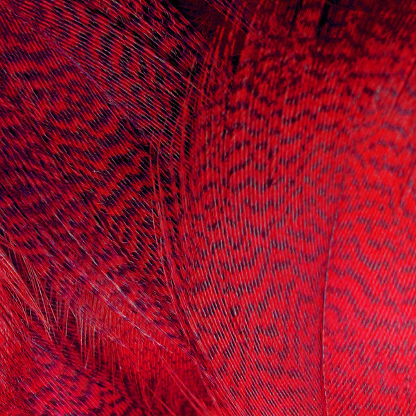 Plumas de flanco de ánade real FFGene