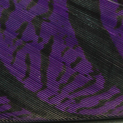 Hareline Plumas centrales de la cola de faisán de Amherst