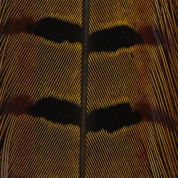 Hareline Plumas de cola de faisán de collar