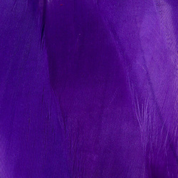 FFGene Plumas escapulares de ganso