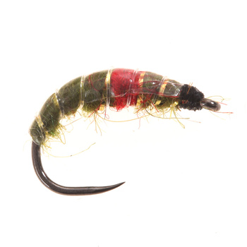 Hydropsyche Oliva/Rojo