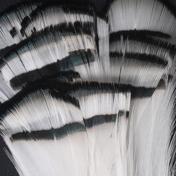 Hareline plumas tippet del cuello de faisán de Lady Amherst