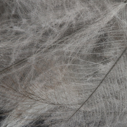 FFGene paquete Jambo de plumas CDC de oca - 1 gr