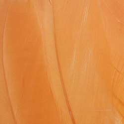 FFGene Hombros de ganso