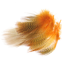 Wapsi plumas barradas del flanco de cerceta