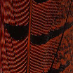 Hareline Plumas de cola de faisán de collar