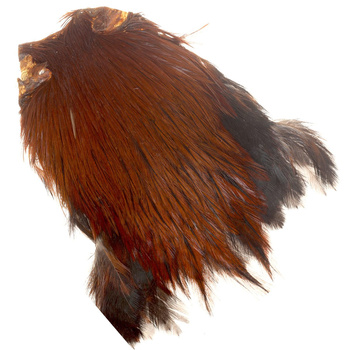 Cuello de gallo FFGene India Clase A