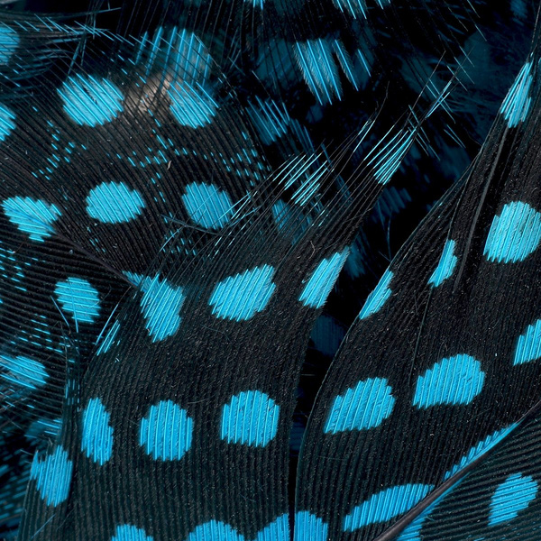 FFGene Plumas de pintada