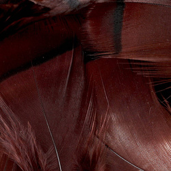 FFGene Plumas de perdiz francesa
