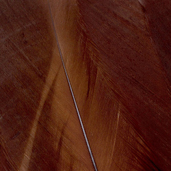 FFGene Hombros de ganso